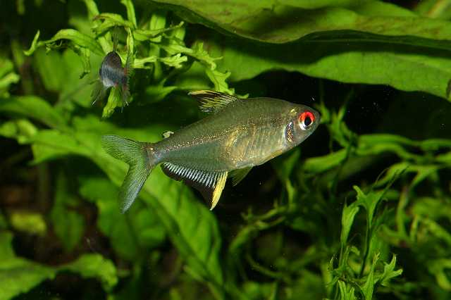 FH_ZA_2444(Hyphessobrycon pulchripinnis).jpg